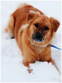 Cuidados de nuestra mascota en invierno