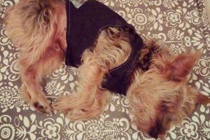 fotografía de yorkshire terrier grande, un perro pequeño, y donde puede probar la pipeta antipararasitaria en tu perro