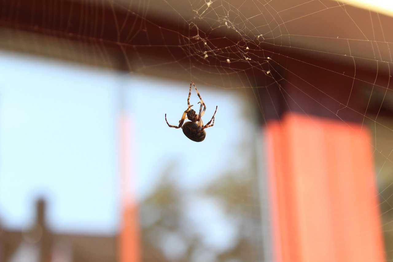 Adelantar Agnes Gray Modernizar Cómo eliminar las arañas en casa | Zotal