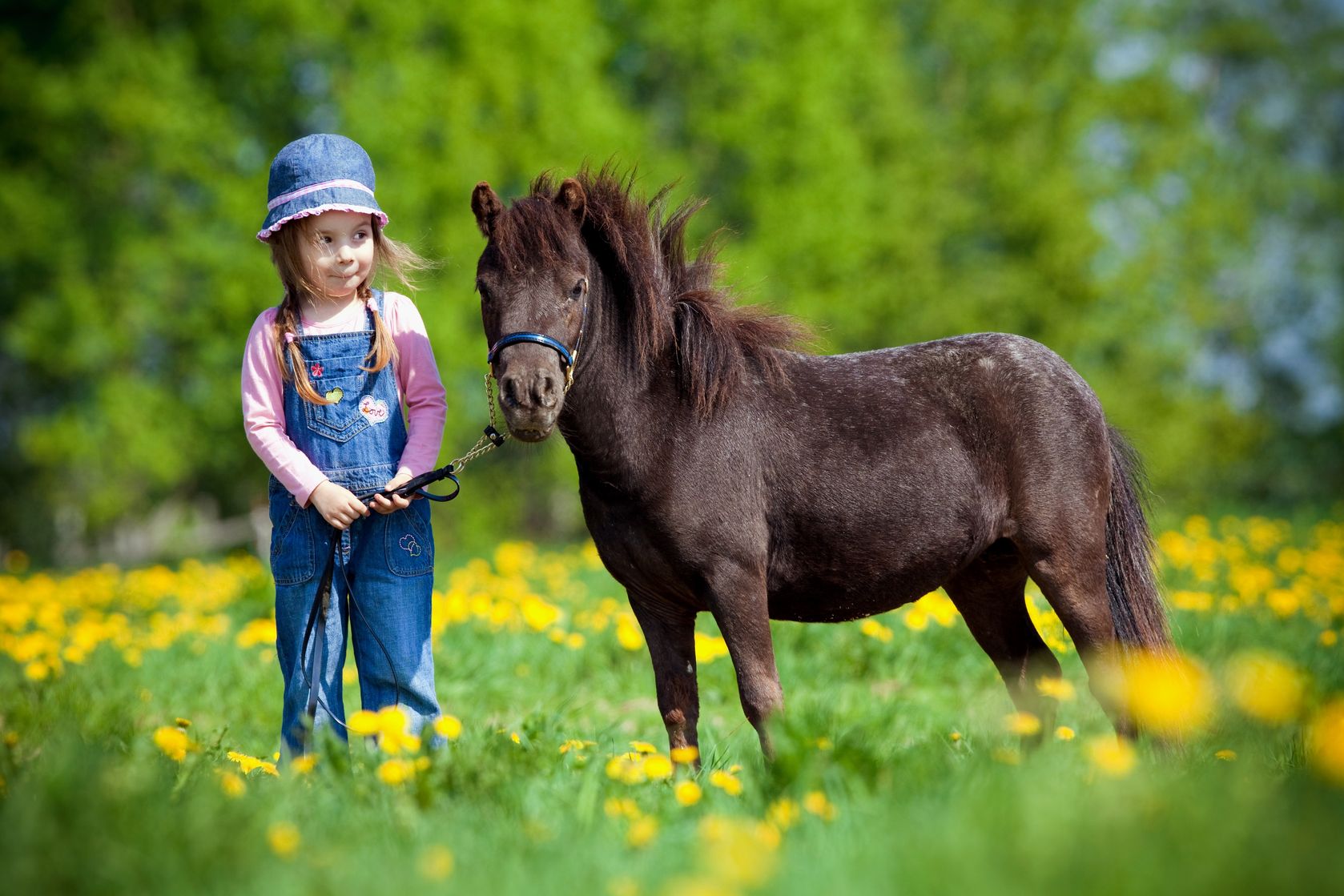 El cuidado y la higiene de los caballos miniatura | Zotal