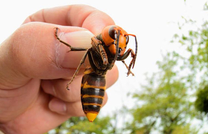 avispa asiatica
